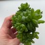 8 Succulents plant Image 2