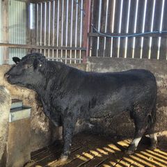 Pedigree registered Aberdeen Angus bull