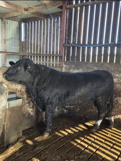 Pedigree registered Aberdeen Angus bull