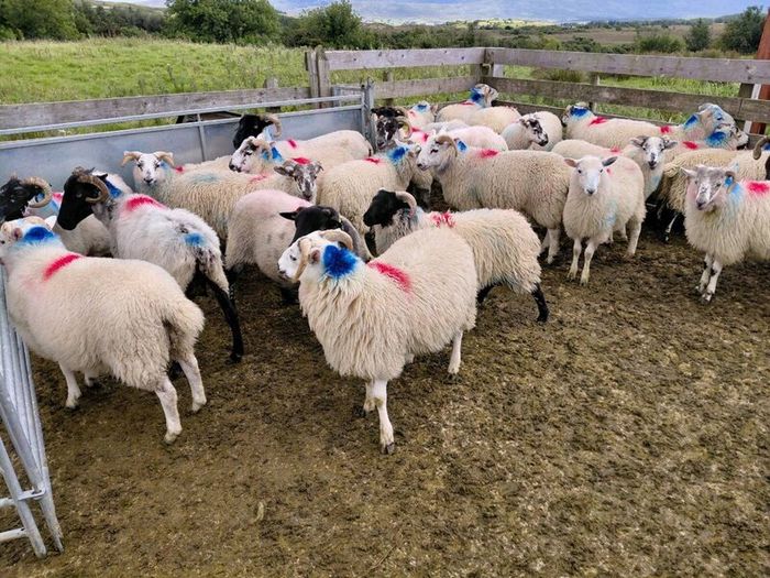 Organic Store Lambs