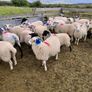 Organic Store Lambs Image 3