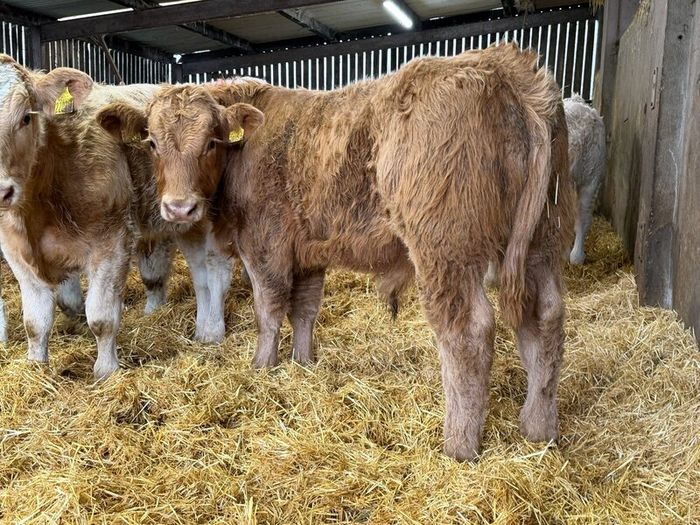 Charolais Bull Calves