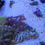 coral frags Image 10