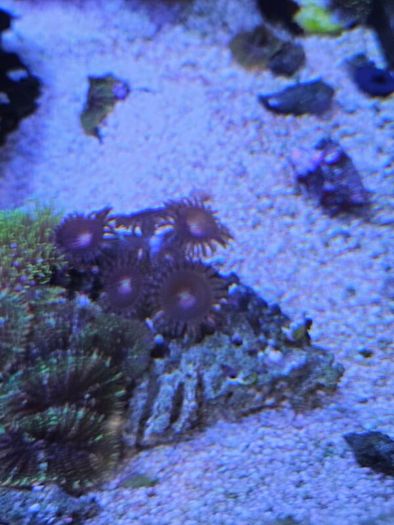 coral frags