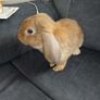rabbits for rehome Image 3