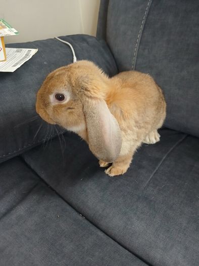 rabbits for rehome
