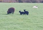Ewes and lambs for sale