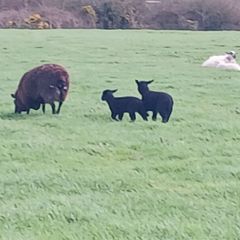 Ewes and lambs for sale