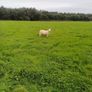 Belclare x and Texel x ewe lambs Image 6