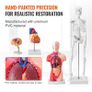 Human Anatomy Models Bundle Set, Brain, Human Torso Body, Heart, Skeleton Model Image 6