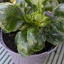 Kalanchoe indoor plants Image 3