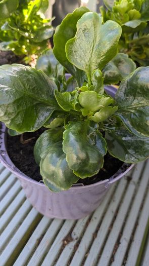 Kalanchoe indoor plants