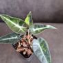 Alocasia Bambino Aurea Variegated - Baby Plant Image 3