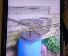 cage trap