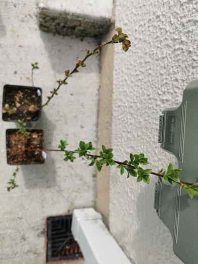 Salix grey willow plants
