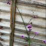 Verbena bonariensis Image 7