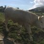 Breeding heifers Image 8