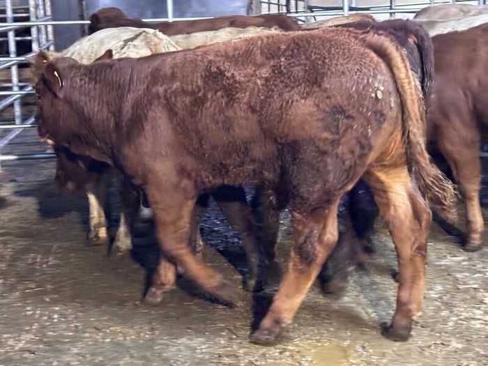 9 top quality suckler bred bull Weanlings for sale