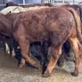 9 top quality suckler bred bull Weanlings for sale Image 3
