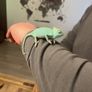 Baby Female Yemen Chameleon 3 Months Old Image 2
