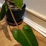 Philodendron Painted Lady - updated photos Image 8