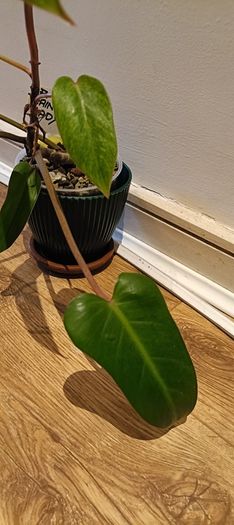 Philodendron Painted Lady - updated photos