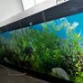 Shallow Fish Tank Image 3