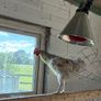rooster Image 2