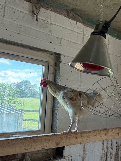rooster