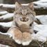 RedLynx