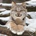 RedLynx