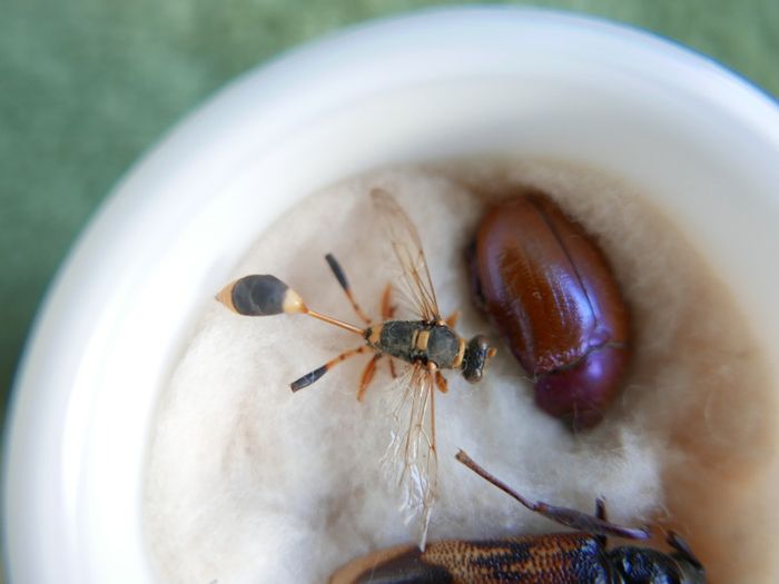 Vintage Insects, Hymenoptera in an antique container