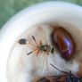 Vintage Insects, Hymenoptera in an antique container Image 4