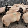 Ewe Lambs Image 8