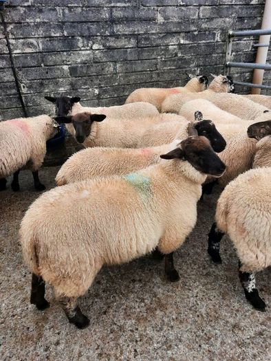 Ewe Lambs