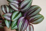Tradescantia Evanesce