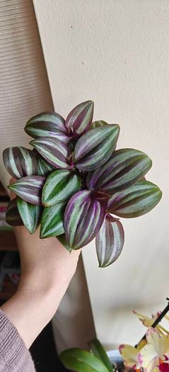 Tradescantia Evanesce