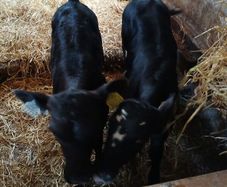 calves