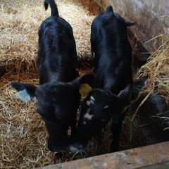 calves