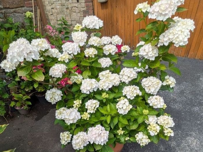 Hydrangea