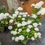 Hydrangea Image 3