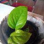 Pothos with wicker pot Image 2