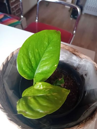 Pothos with wicker pot