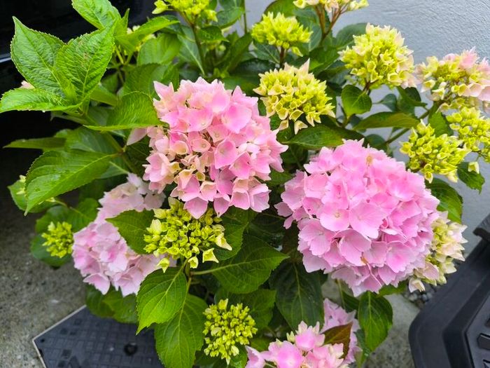 garden plants