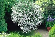 (L) Lobelia Cascade White seeds 0.1g (415045)