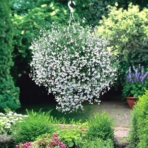 (L) Lobelia Cascade White seeds 0.1g (415045)