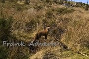 Mounted Original Photography - Wicklow Fox