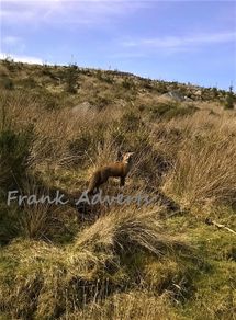 Mounted Original Photography - Wicklow Fox