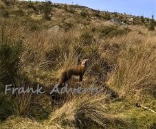 Mounted Original Photography - Wicklow Fox