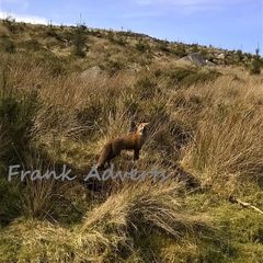 Mounted Original Photography - Wicklow Fox